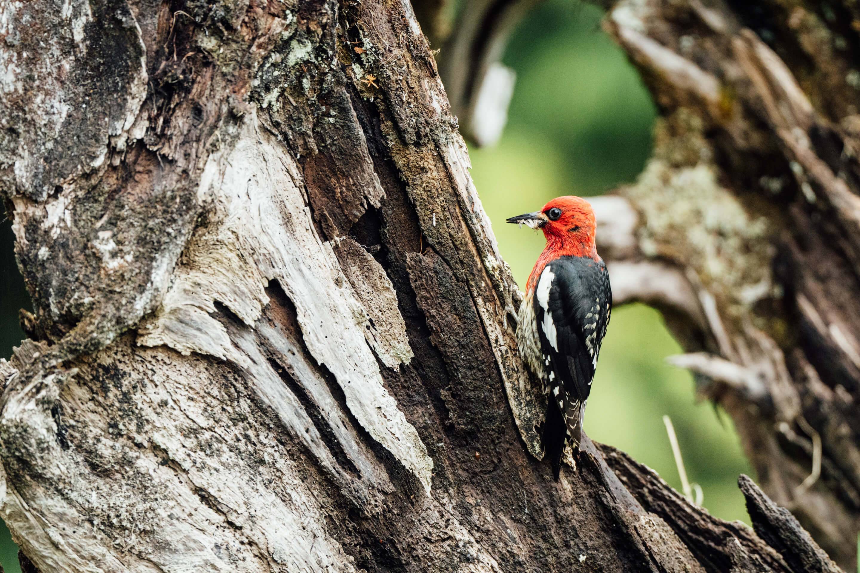 Wilderness International